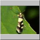 Eratophyes amasiella - Birken-Faulholzmotte 02d 9mm.jpg